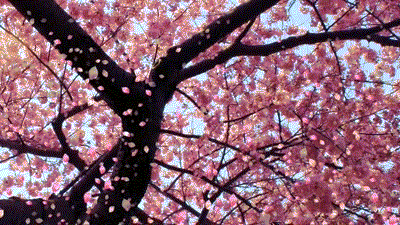 Cherry Blossom3